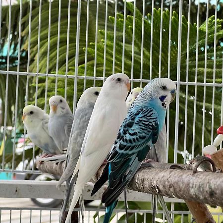 B-5 Aprt. Tipo Villa Sonidos De Las Aves. Jarabacoa Εξωτερικό φωτογραφία