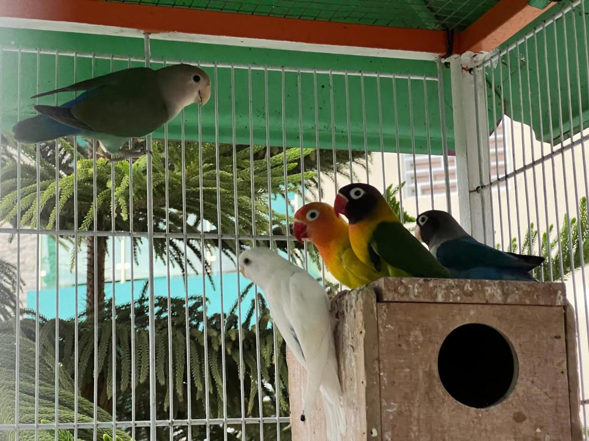 B-5 Aprt. Tipo Villa Sonidos De Las Aves. Jarabacoa Εξωτερικό φωτογραφία